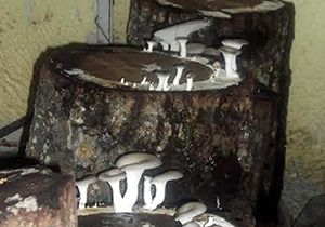 Kütükte meşe mantarı yetiştiriliyor