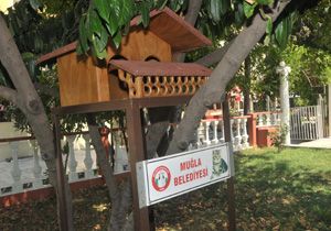 Kedilere yuva 