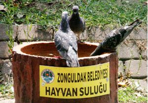 Zonguldak’ta sıcak bunalttı