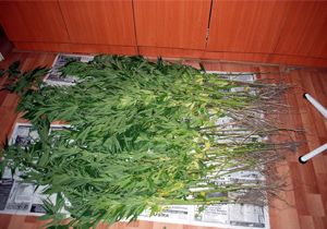 Tosya’da 78 kök hintkeneviri imha edildi