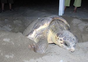 Tatilcilerin yumurtlayan caretta hatırası