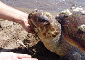 Caretta ceratta yumurtlamaya geldiği dikili’de ağlara takıldı