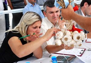 Taşköprü’nün ‘Beyaz Altın’ı sarımsak bu yıl da yüz güldürüyor