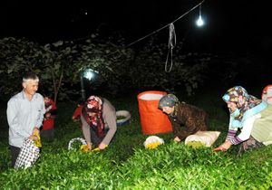 Gece çay hasadı için aydınlatmalı çözüm