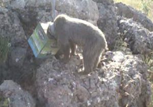 Yem arayan yavru ayının başı tenekeye sıkıştı
