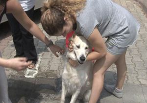 Rezidans yangınında köpek ‘Marley’e güvenlikçi şefkati