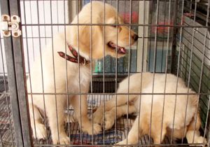 Petshop’ta köpeklere eziyet iddiası