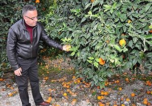 Ağaçlarda portakal kalmadı