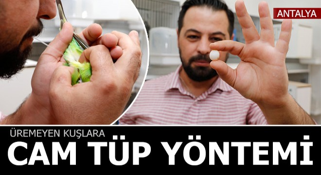 Üremeyen kuşlara  cam tüp  yöntemi