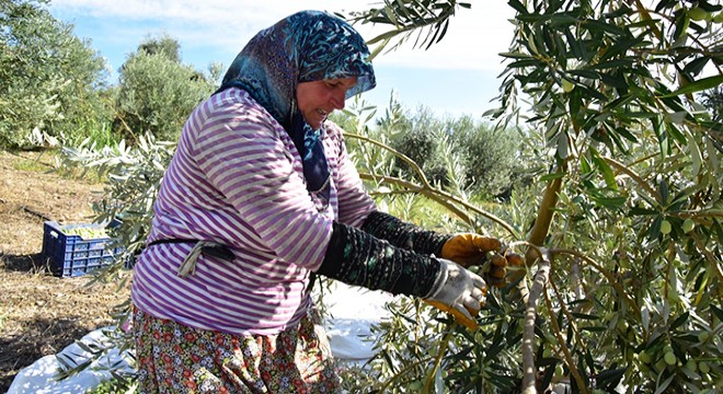 Üreticiden etkilendi zeytin fabrikası kurdu