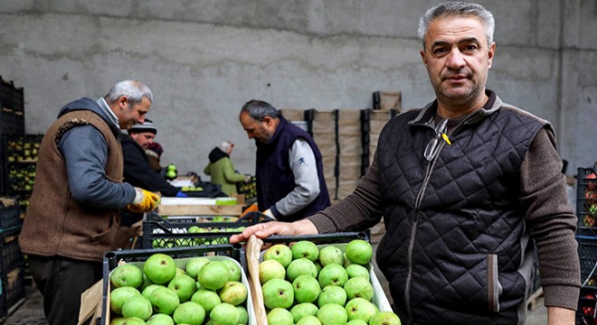 Üreticiden itiraf: Karyağdı armudunun tadını bozduk