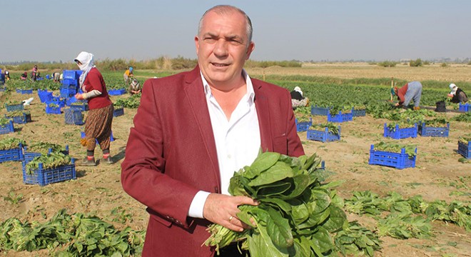 Üreticiler, 'zehirli' haberlerine tepki gösterip çiğ ıspanak yedi