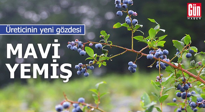 Üreticinin yeni gelir kapısı; mavi yemiş