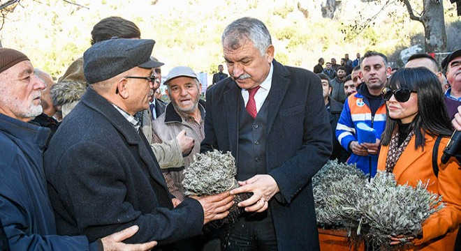 Üreticiye 42 bin 500 lavanta fidesi