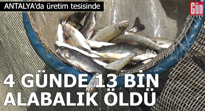 Üretim tesisinde 4 günde 13 bin alabalık öldü