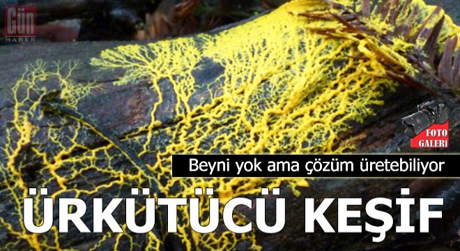 Ürkütücü keşif! Beyni yok ama çözüm üretebiliyor,