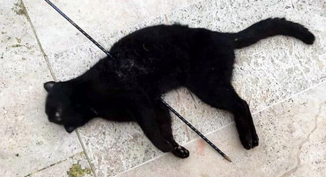 Urla'da kediyi okla vurdular