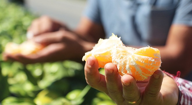 Ürün bolluğu nedeniyle erkenci mandalina para etmedi