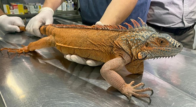 Üsküdar'da 125 santimlik iguana bulundu