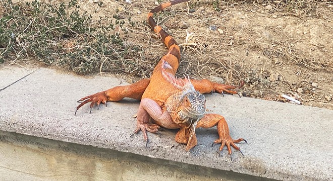 Üsküdar'da bulunan iguanaya 'bayram' ismi verildi