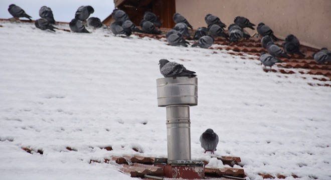 Üşüyen güvercinler doğal gaz bacasında ısındı