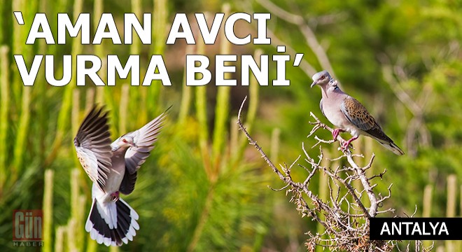 Üveyik ve elmabaş patka için kampanya; #AmanAvcıVurmaBeni