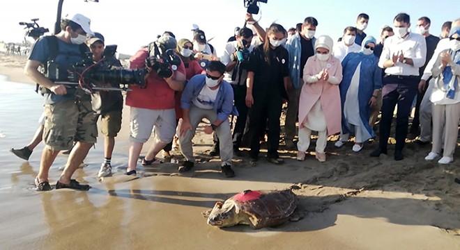 Uydu takip cihazlı 12 Caretta caretta'dan 9'u Türkiye'de kaldı