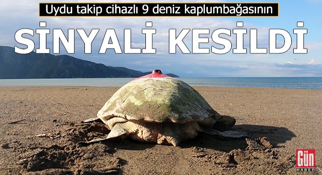 Uydu takip cihazlı 9 deniz kaplumbağasının sinyali kesildi