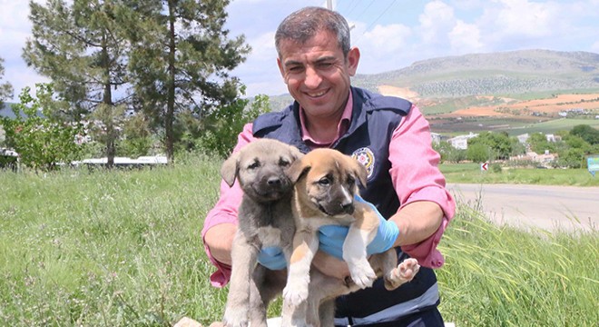 Uygulama noktasında 6 yavru köpeğe bakıyor