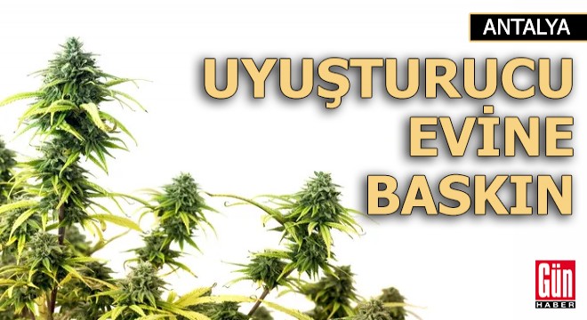 Uyuşturucu yetiştirilen eve jandarma baskını