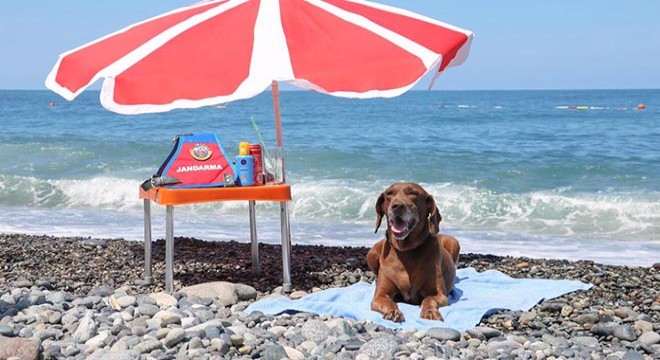 Uyuşturucu köpeği  Vuslat a emeklilik töreni