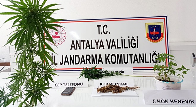 Uyuşturucuyu evinin çatısında yetiştirdi