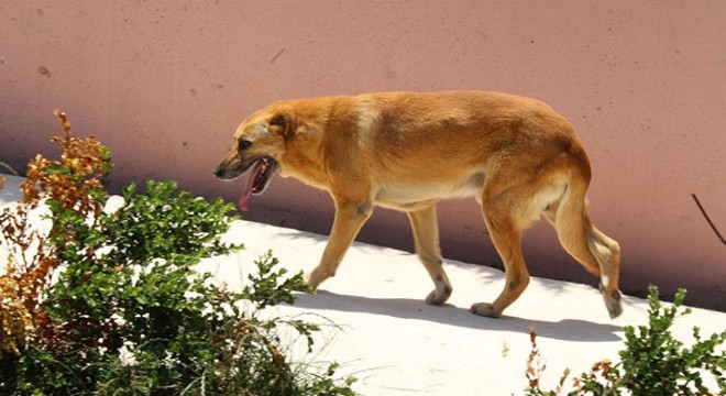 Uyutulacak köpek, 5 aylık bakımla sağlığına kavuştu