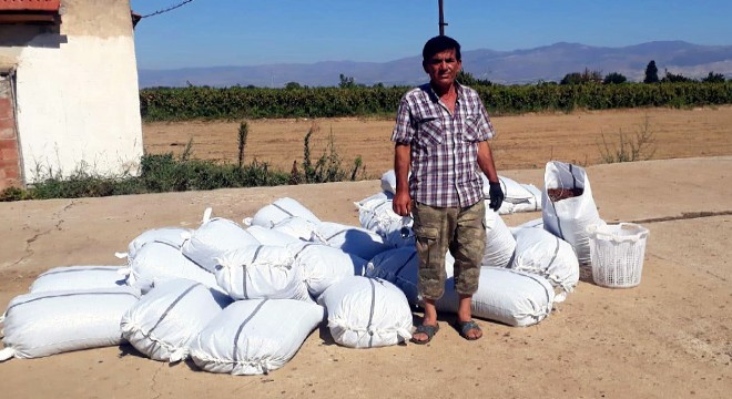Uyuyakalınca 2 ton kuru üzümü çalındı