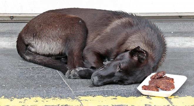 Uyuyan köpeğe köfte sürprizi