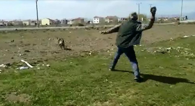 Üzerlerine gelen kurdu taş atarak uzaklaştırdılar