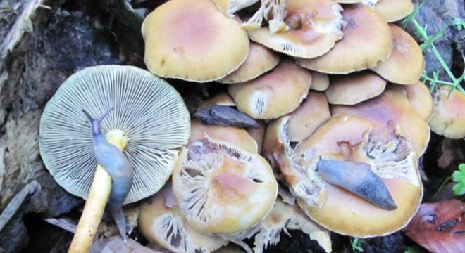 Uzmanından 'bilinçsizce toplanan mantarlar' için uyarı