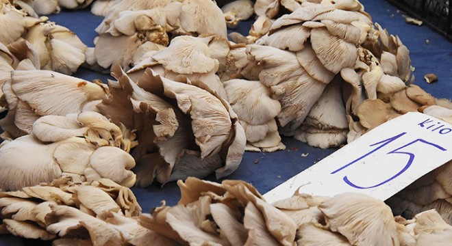 Uzmanlar mantarlar için uyarıyor: Rus ruletinden daha riskli