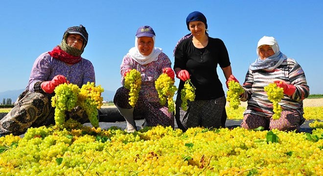 Üzümün başkentinde ürün kurutulmak için serildi