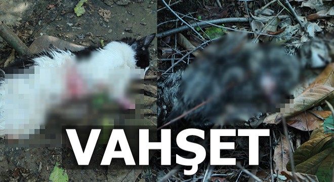 Vahşet! Polis ekipleri olayı gerçekleştirenleri belirlemek için çalışma başlattı.