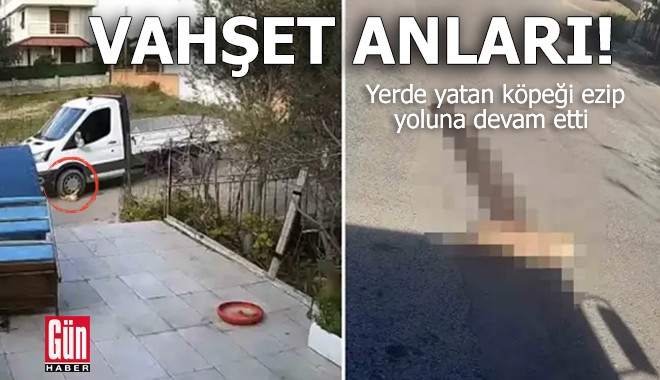 Vahşet anları: Yerde yatan köpeği ezip yoluna devam etti