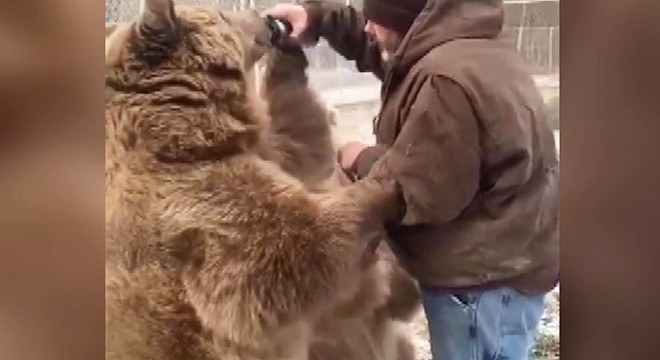 Vahşi yaşam parkındaki ayılara doğum günü pastası