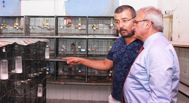 Vali Karaloğlu, şampiyon kuşları inceledi