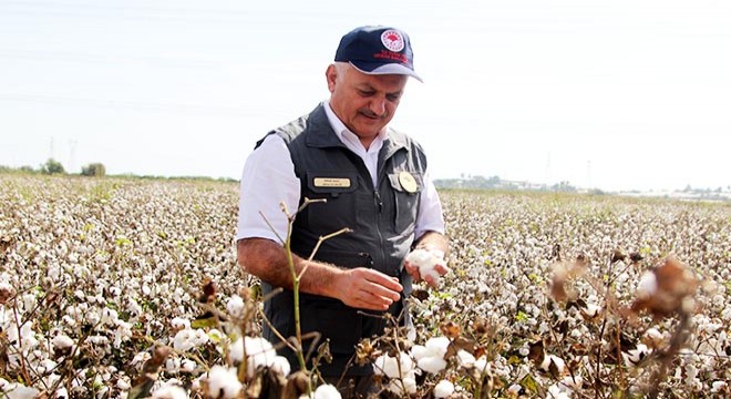 Vali Yazıcı pamuk hasadına katıldı