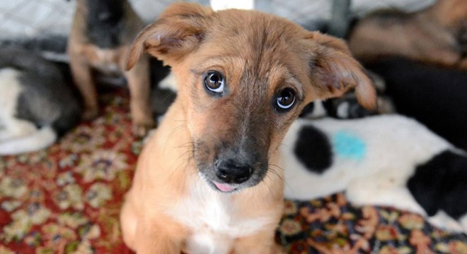 Valilikten belediyelere  sokak hayvanları  talimatı