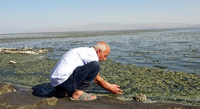 Van Gölü'nde yosunlaşma tehlikesi