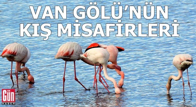 Van Gölü'nün kış misafirleri