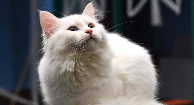 Van Kedi Villası'nda koronavirüs önlemleri