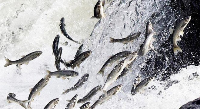 Van'da 5 ton 450 kilo kaçak inci kefali avına 16 bin 579 TL ceza