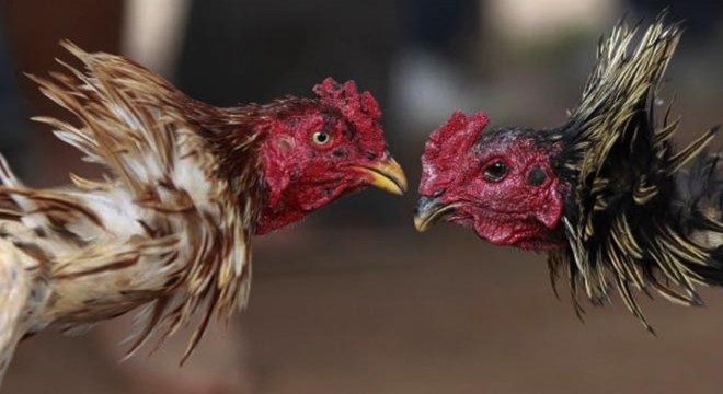 Van'da horoz dövüştüren 24 kişiye 32 bin TL ceza
